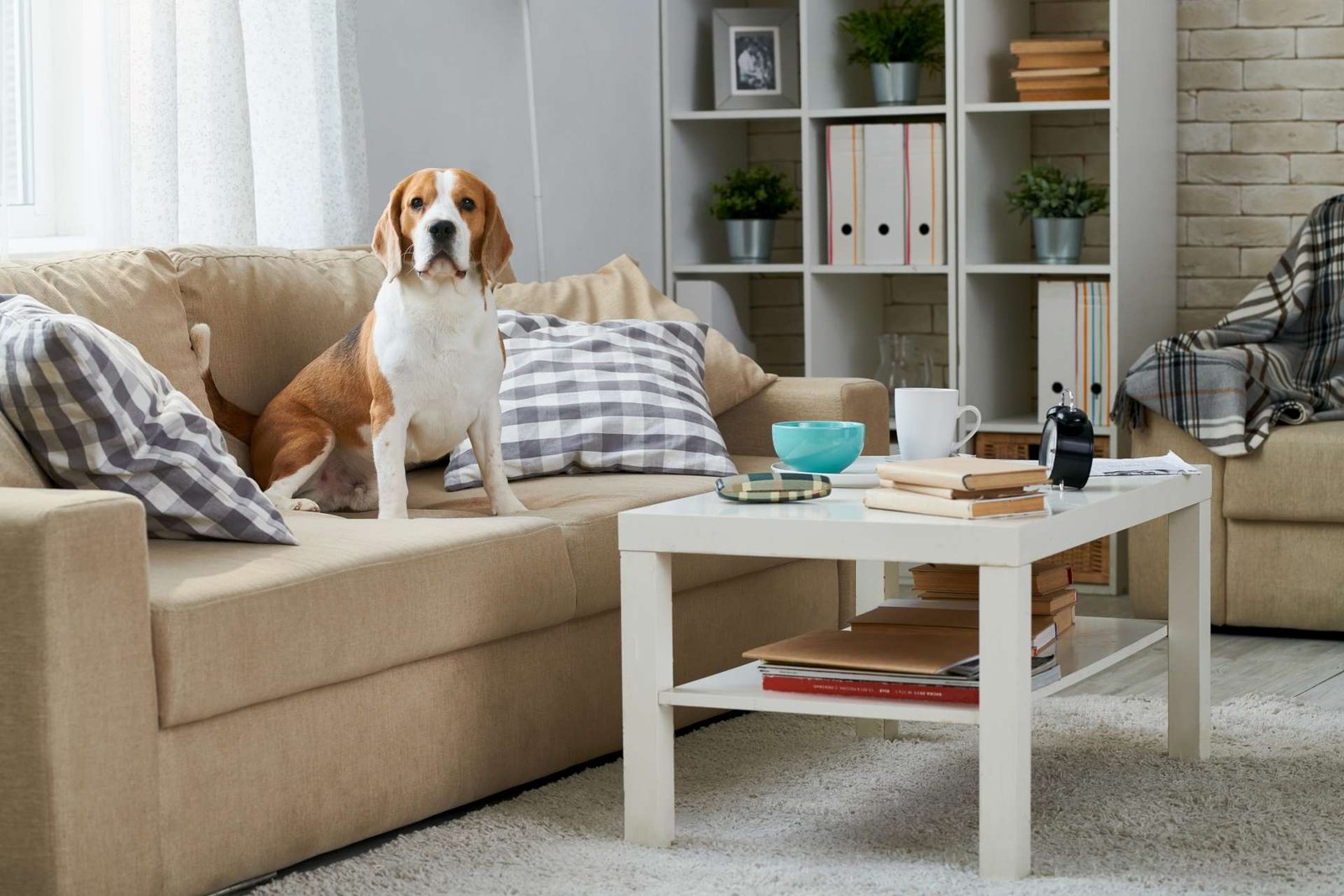 Beagle assis sur le canapé d'un salon