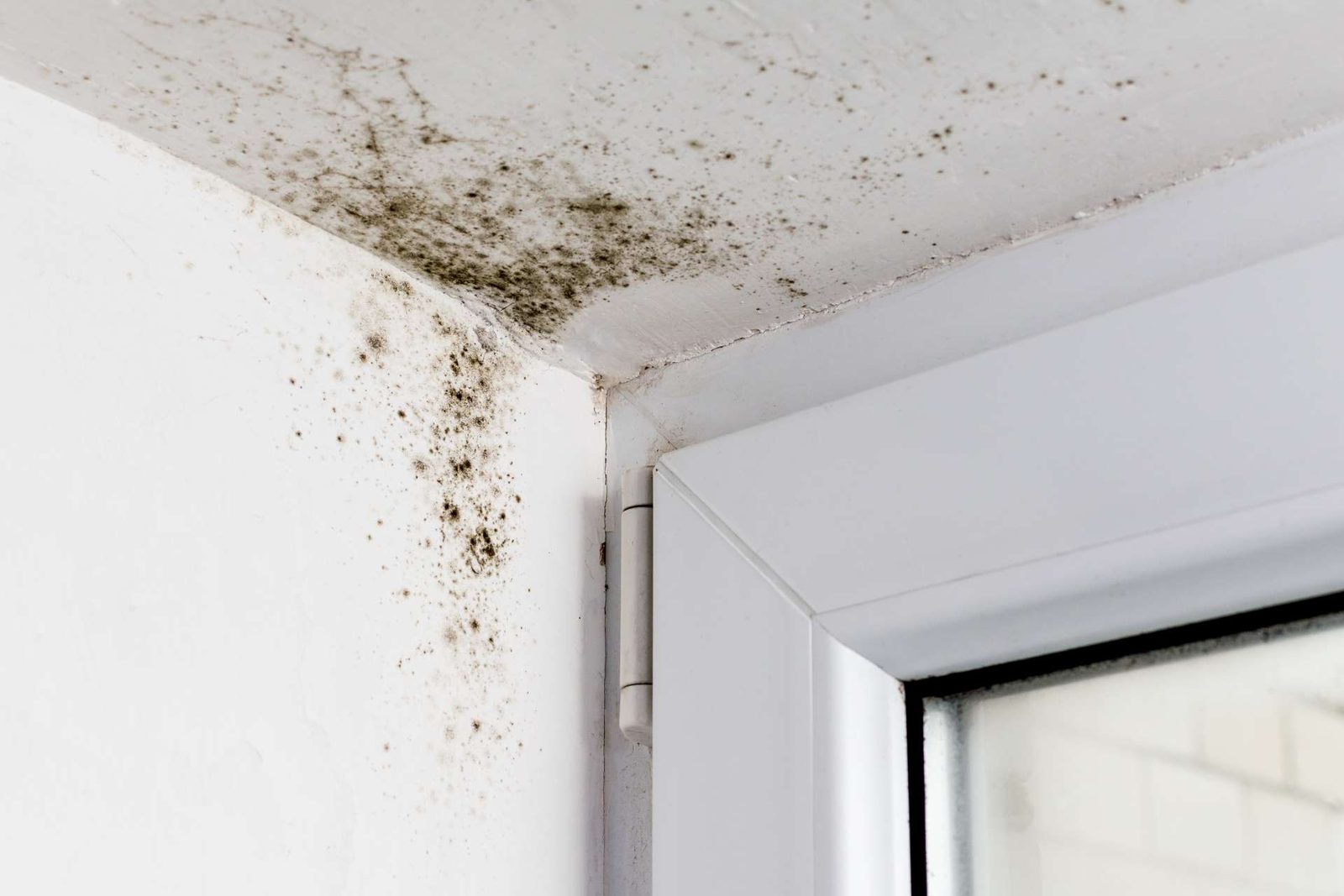 Moisissures dans l'angle d'une fenêtre, conséquence d'un logement mal aéré